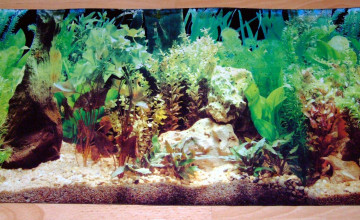 Fish Tank Desktop Wallpaper