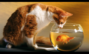 Fish Wallpapers for Cats