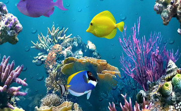 Fishes Wallpapers