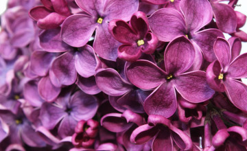 Floral Lilac Wallpaper