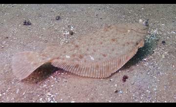 Flounder Backgrounds