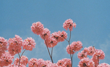 Flower Aesthetic Wallpapers