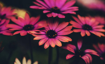 Flower Android Wallpapers