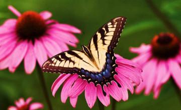 Flower Butterfly