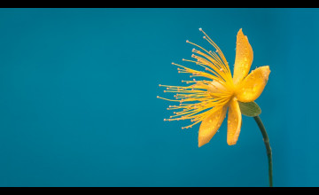 Flower Desktop Background Pictures