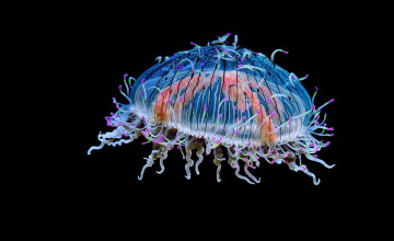 Flower Hat Jellyfish Bing Wallpaper
