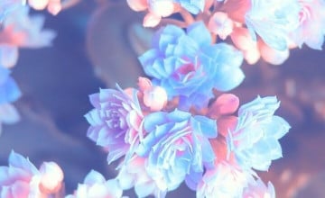 Flower Images For Wallpaper