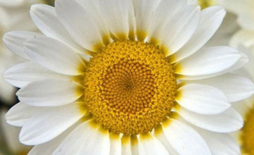 Flower Iphone Wallpapers