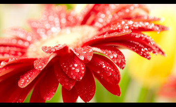 Flower Screensavers Wallpapers