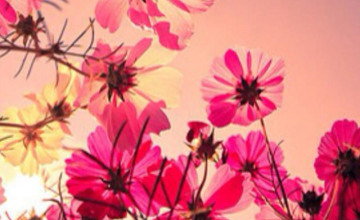 Flower Wallpaper for iPhone