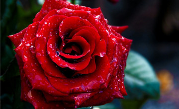 Flower Wallpaper Red Rose