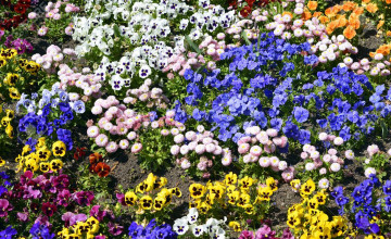 Flowerbed Backgrounds