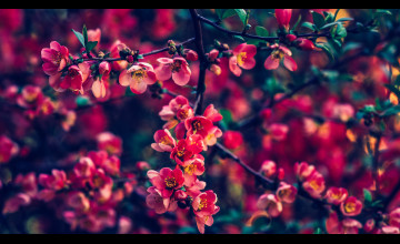 Flowers 4k Wallpapers
