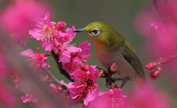Flowers and Birds Wallpaper