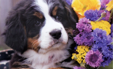 Flowers and Puppies Free Wallpaper