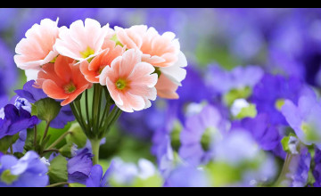 Flowers Desktop Free Download