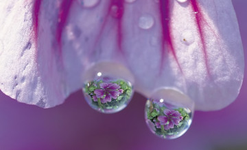 Flowers with Water Drops