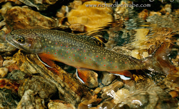 Fly Fishing Screensavers and Wallpapers
