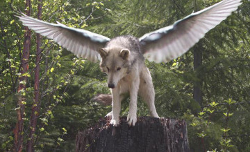 Flying Wolf Wallpapers