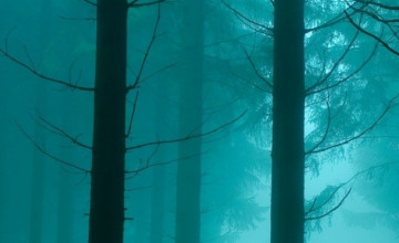 Foggy Forest iPhone Wallpaper