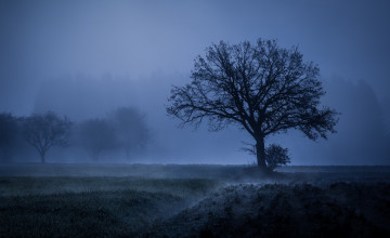 Foggy Wallpapers