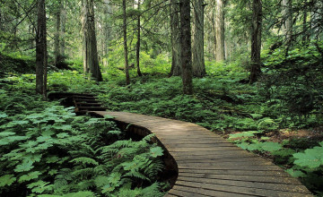 Forest Desktop Wallpapers