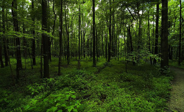 Forest Green Wallpapers