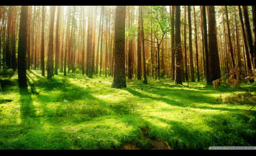 Forest Scenery