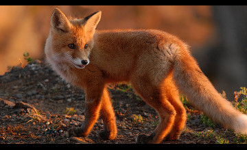 Fox Wallpapers Animal