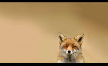 Fox Wallpaper HD