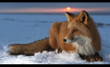 Fox Wallpapers for Computer