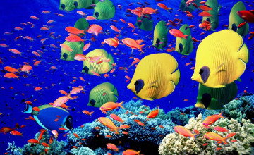 Free Aquarium Desktop Wallpaper