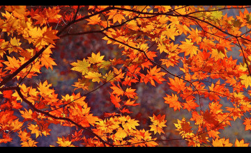 Free Autumn Leaves Wallpapers