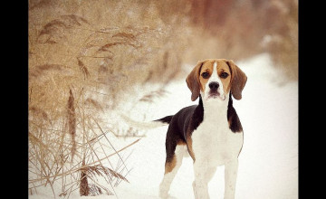 Free Beagle Wallpapers