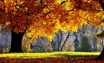 Free Beautiful Fall Photos Wallpaper