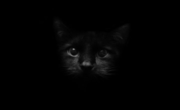 Free Black Cat