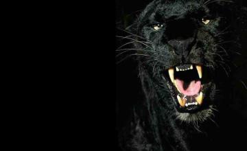 Free Black Panther Downloads