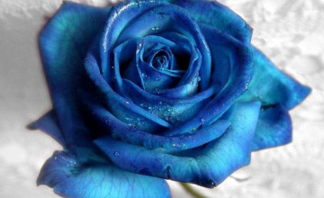 Free Blue Rose Wallpapers