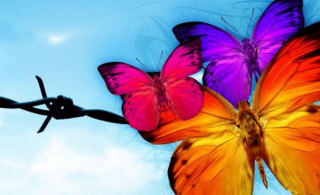 Free Butterflies Wallpaper