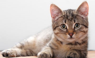 Free Cat Wallpapers and Screensavers