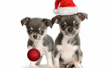 Free Chihuahua Christmas Wallpapers