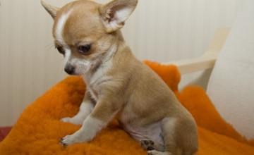 Free Chihuahua Puppy Wallpapers