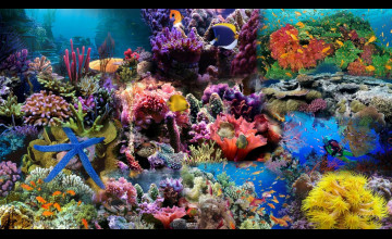 Free Coral Reef Wallpaper