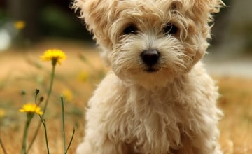 Free Cute Puppy Wallpapers