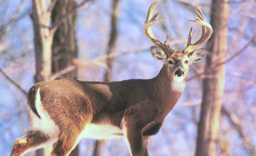Free Deer Wallpaper Bucks