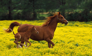 Free Desktop Horses