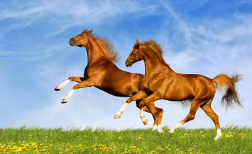 Free Desktop Downloads Horses