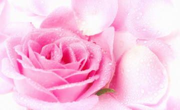 Free Desktop Wallpaper Pink Roses
