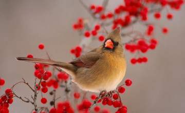 Free Desktop Wallpaper Winter Birds