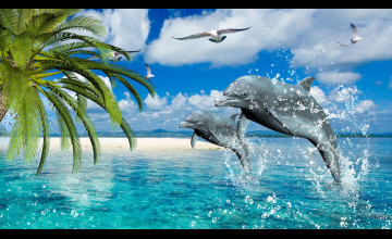 Free Dolphin Wallpapers For Desktop